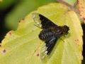 Hemipenthes morio